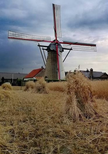 Belgian windmill between the sheaves of grain